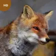 Fox Sounds