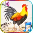 Funny Wake Up Ringtones