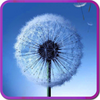 Galaxy S3 Fly Dandelion Live Wallpaper