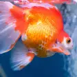 Gold Fish Live Wallpaper