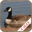 Goose Hunting Calls