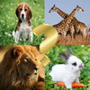 Guess the animals