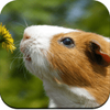 Guinea Pig Wallpaper HD