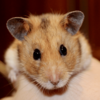 Hamster Wallpaper