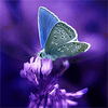 Butterflies Live Wallpaper