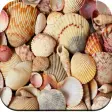 HD Seashell Wallpaper