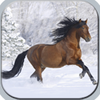 Horses in winter