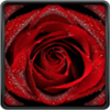 Red Rose Live Wallpaper