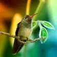 Hummingbirds live wallpaper