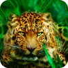 Hunting tiger live wallpaper