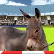 Jumping Donkeys Champions-Donk