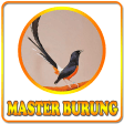 Kicau Master Burung