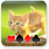 Kitten Solitaire