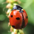 Ladybug Wallpapers