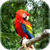 Parrot Live Wallpaper