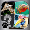 Memory Match Jungle Animals