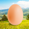 Egg