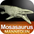 Mosasaurus Mannequin