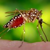 MOSQUITO TIGRE