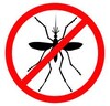 Mosquito