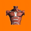 Muscles 3D