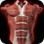 Muscular System 3D 