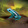 Pocket Frogs