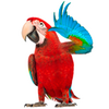 Real Talking Parrot