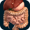 Organs 3D (Anatomy)