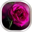 Pink Rose Live Wallpaper