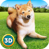 Play With Your Dog: Shiba Inu