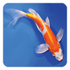 Koi Fish Live Wallpaper