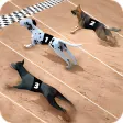 Racing Dog Simulator: Crazy Dog Racing Games