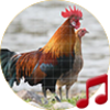 Red junglefowl Sounds ~ Sboard