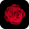 Red Rose Theme +HOME