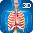 Respiratory System Anatomy