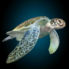 Sea Turtle Simulator