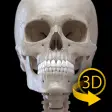 Skeleton 3D Anatomy