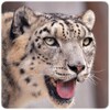 Snow Leopard Wallpapers