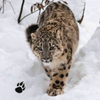 Snow Leopard