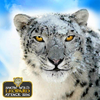 Snow Wild Leopard Attack Sim