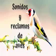 Sonidos y reclamos de aves