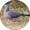 Spotted dove sounds