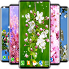 Cherry Blossom Live Wallpaper