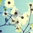 Spring Flowers Live Wallpaper