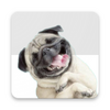 Stickers Pugs