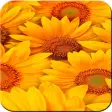 Sunflower Wallpaper