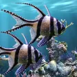 The real aquarium - HD