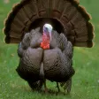 turkey bird sounds