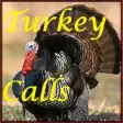 Turkey Calls HD